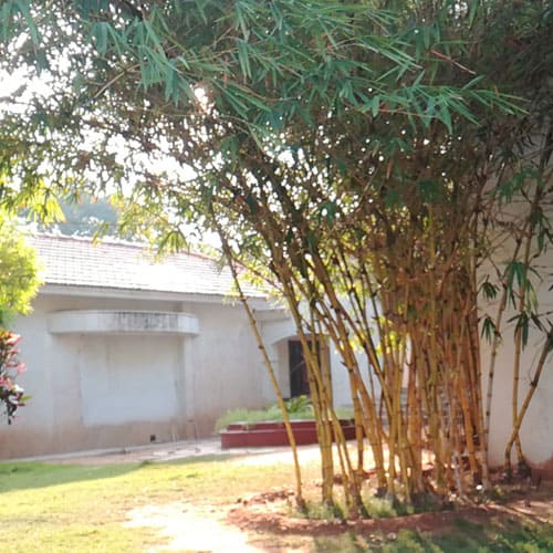 Bamboo lawn in Madurai